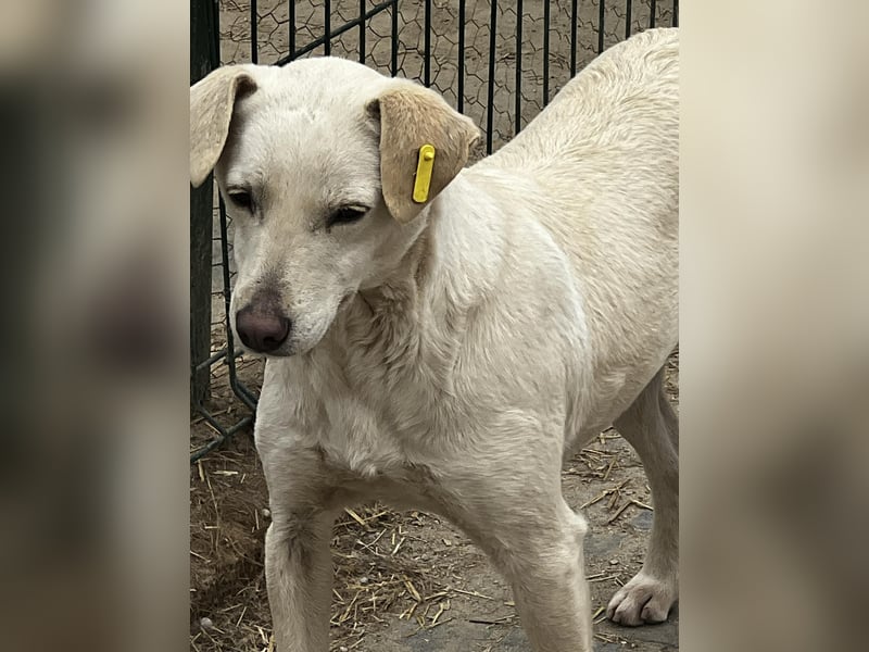 Angel sucht ihren Lieblingsmenschen