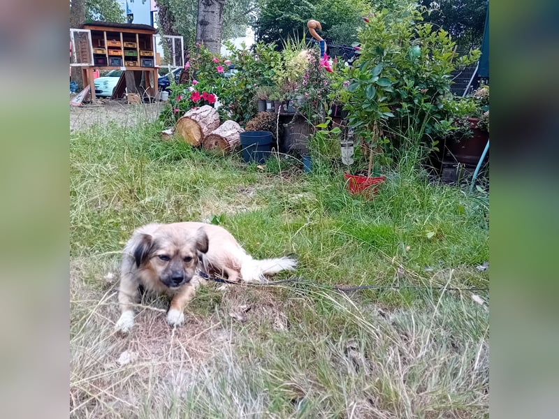 Maggy - kleine Hündin mit rießigem Herz
