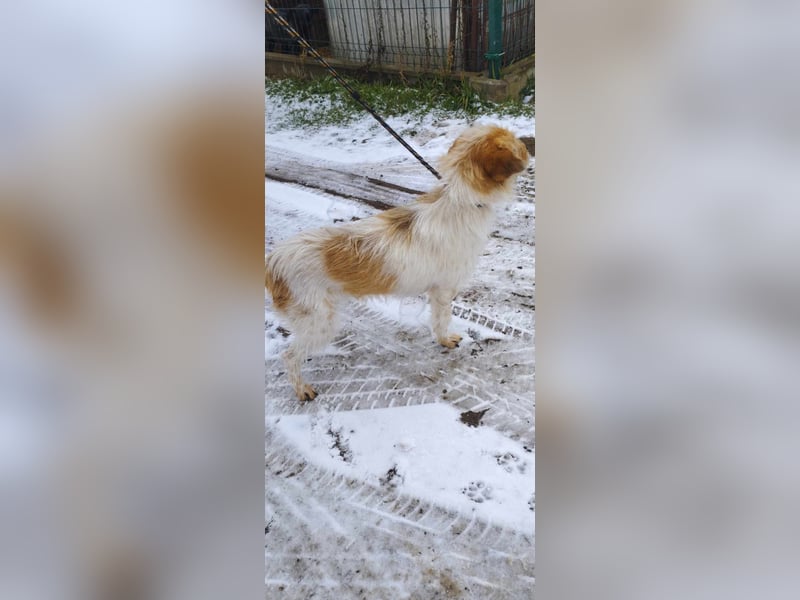 Die süße Marcsi sucht ein Zuhause!