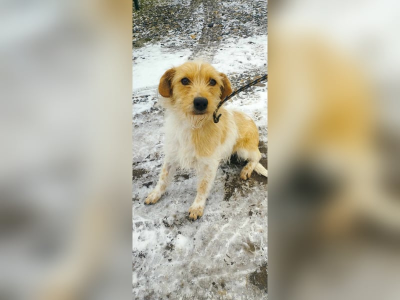 Die süße Marcsi sucht ein Zuhause!
