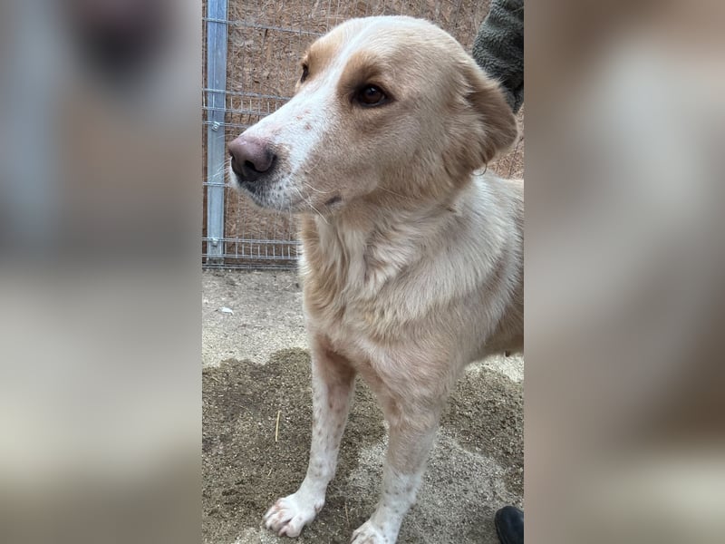 ATHENA, Hündin, 2 Jahre, 57cm, Mischling, Tierschutz