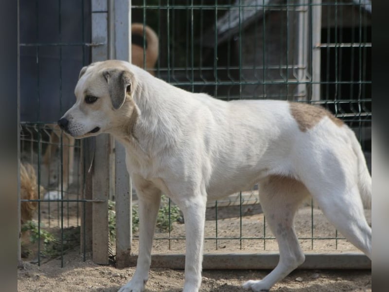 CINDY, Hündin, 5,5 Jahre, 50cm, Mischling, Tierschutz