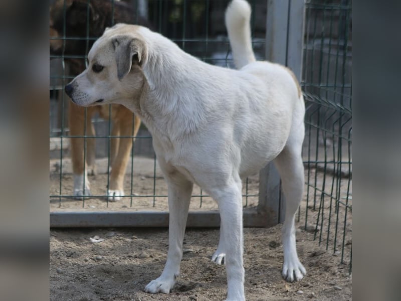 CINDY, Hündin, 5,5 Jahre, 50cm, Mischling, Tierschutz