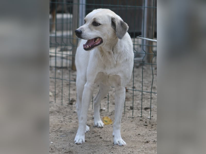 CINDY, Hündin, 5,5 Jahre, 50cm, Mischling, Tierschutz