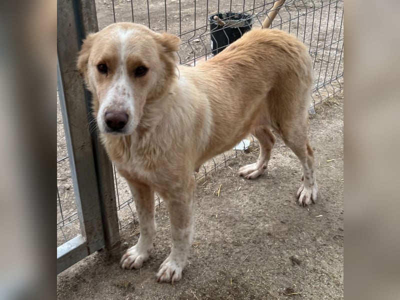 ATHENA, Hündin, 2 Jahre, 57cm, Mischling, Tierschutz