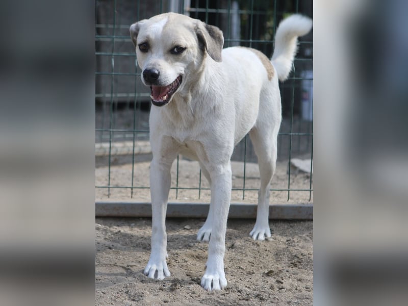 CINDY, Hündin, 5,5 Jahre, 50cm, Mischling, Tierschutz