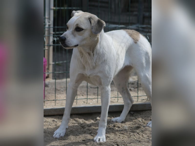 CINDY, Hündin, 5,5 Jahre, 50cm, Mischling, Tierschutz