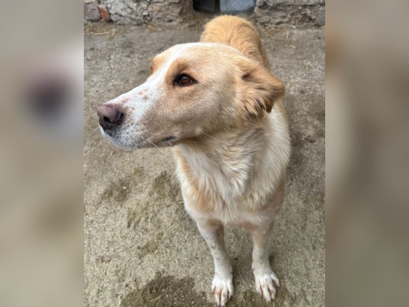ATHENA, Hündin, 2 Jahre, 57cm, Mischling, Tierschutz