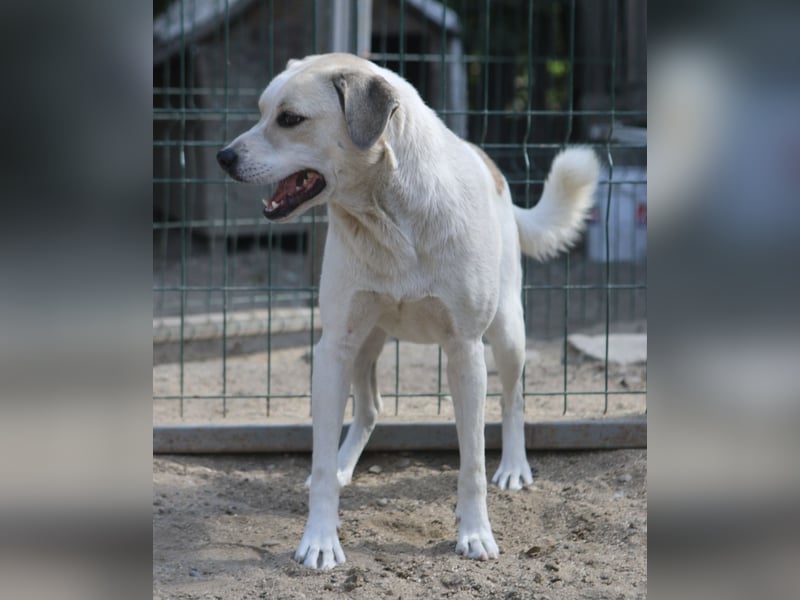 CINDY, Hündin, 5,5 Jahre, 50cm, Mischling, Tierschutz