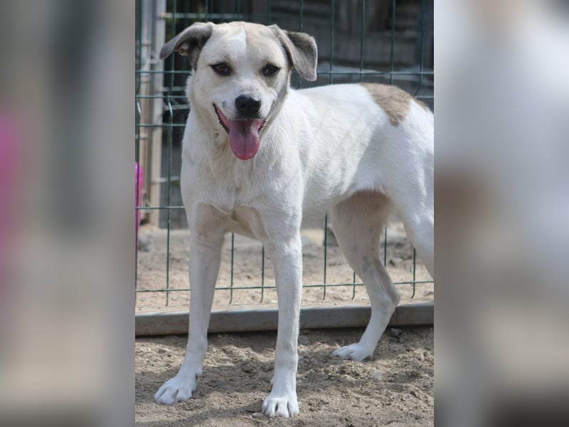 CINDY, Hündin, 5,5 Jahre, 50cm, Mischling, Tierschutz