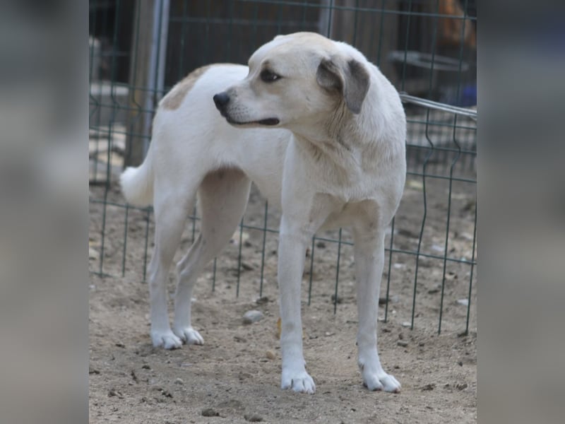 CINDY, Hündin, 5,5 Jahre, 50cm, Mischling, Tierschutz