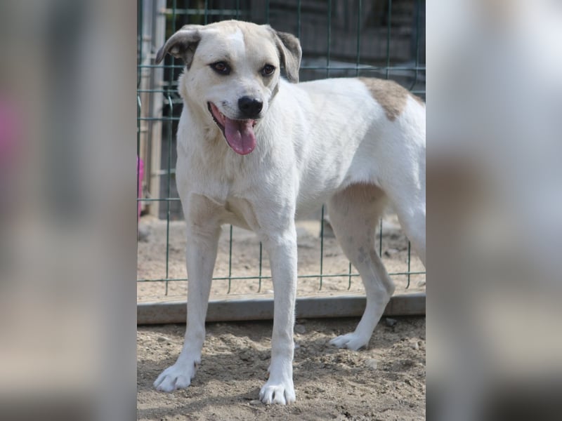 CINDY, Hündin, 5,5 Jahre, 50cm, Mischling, Tierschutz