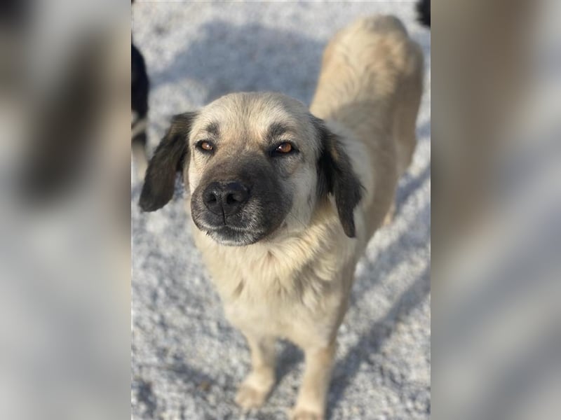 Frea, geb. ca. 02/2021, lebt in GRIECHENLAND, im städt. Tierheim Serres