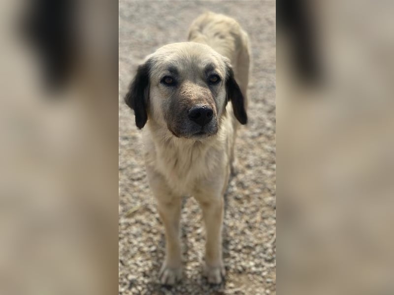 Frea, geb. ca. 02/2021, lebt in GRIECHENLAND, im städt. Tierheim Serres