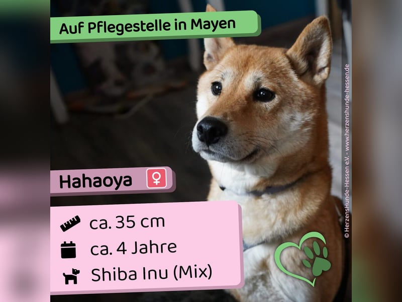  Hahaoya - auf Pflegestelle in Mayen Shiba Inu (Mix) Hündin