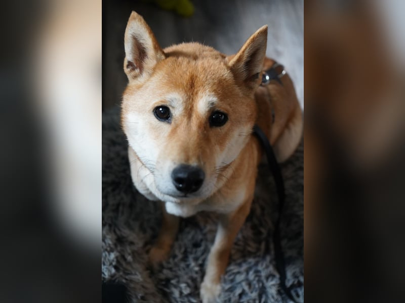  Hahaoya - auf Pflegestelle in Mayen Shiba Inu (Mix) Hündin