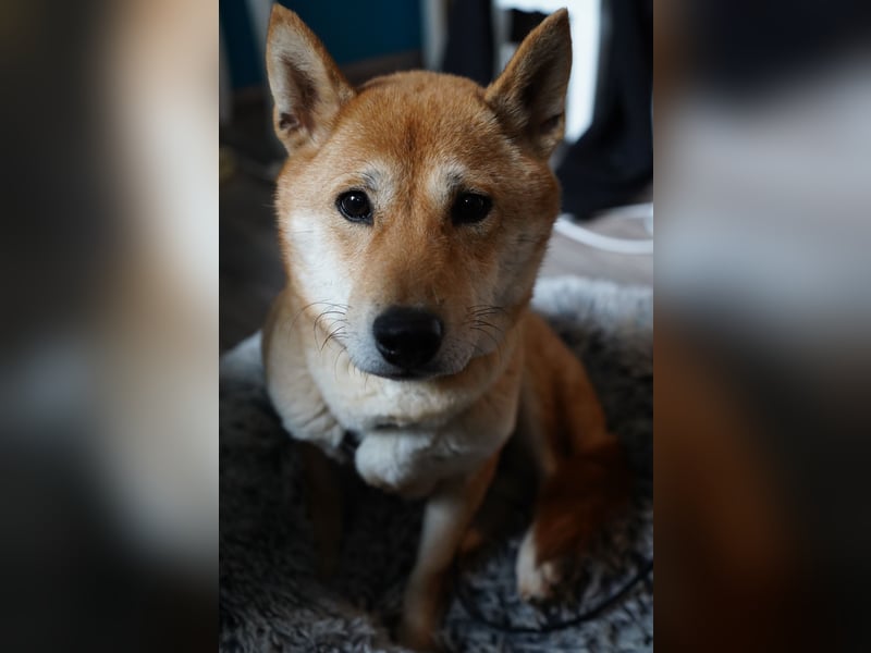  Hahaoya - auf Pflegestelle in Mayen Shiba Inu (Mix) Hündin
