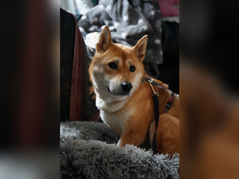  Hahaoya - auf Pflegestelle in Mayen Shiba Inu (Mix) Hündin