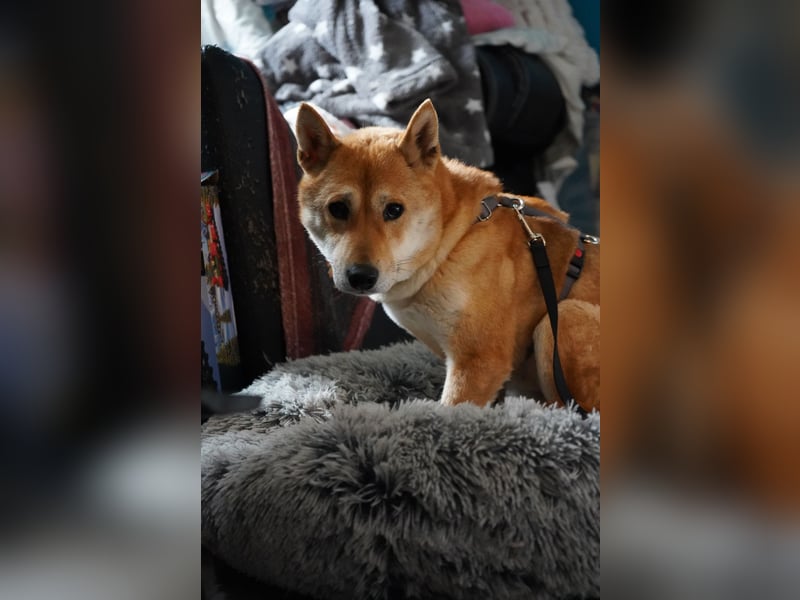  Hahaoya - auf Pflegestelle in Mayen Shiba Inu (Mix) Hündin