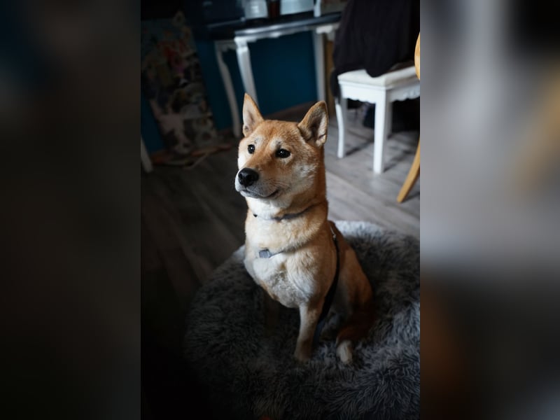  Hahaoya - auf Pflegestelle in Mayen Shiba Inu (Mix) Hündin
