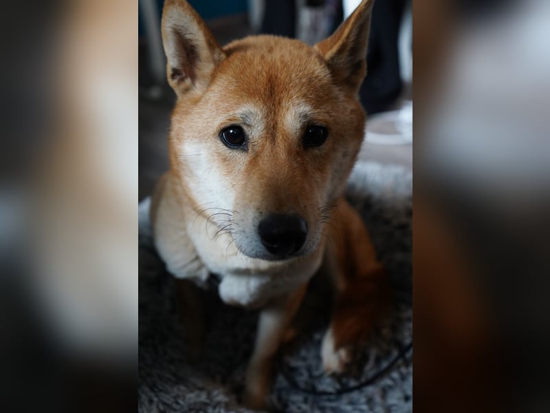  Hahaoya - auf Pflegestelle in Mayen Shiba Inu (Mix) Hündin