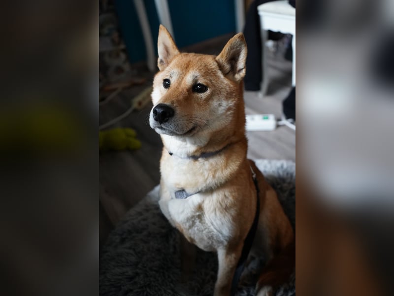  Hahaoya - auf Pflegestelle in Mayen Shiba Inu (Mix) Hündin