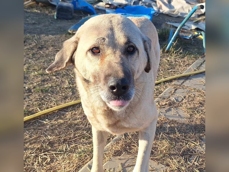Louise das große Mädchen