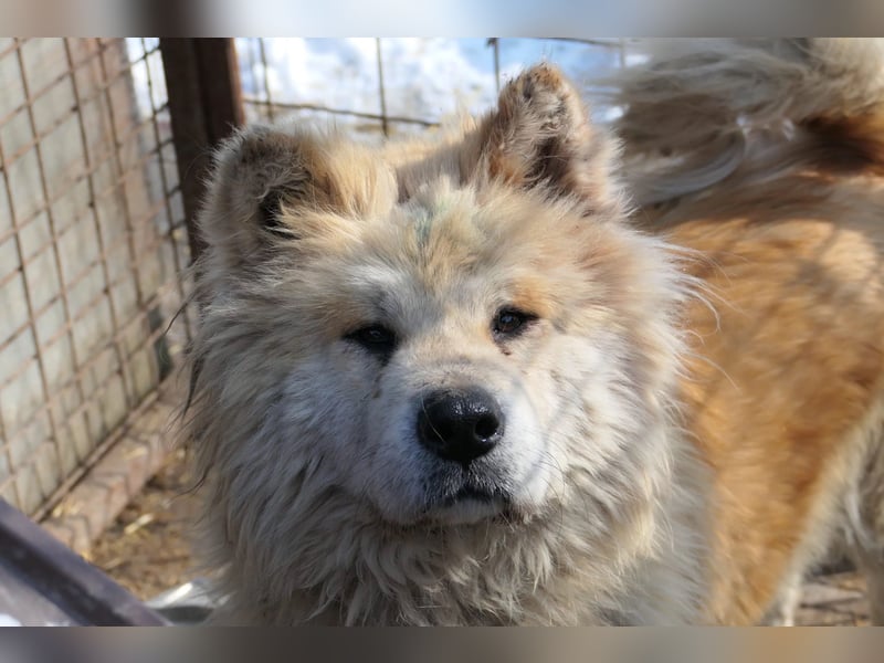 Yuki - ruhige Akita-Hündin
