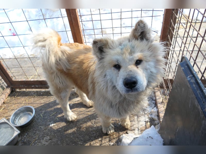 Yuki - ruhige Akita-Hündin