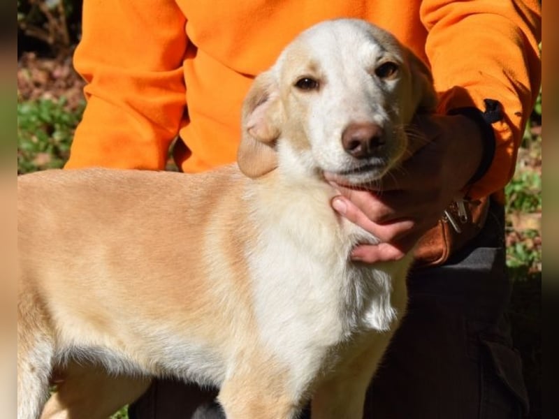 Darcyline - Lebensretter oder -retterin gesucht!
