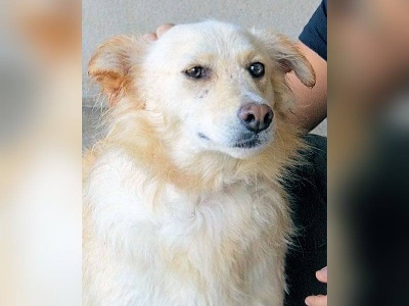 Addison - lange sitzen sie schon da und haben es schwer