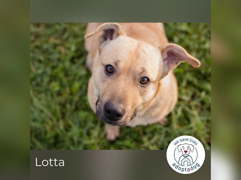 Lotta: sucht ihre Menschen