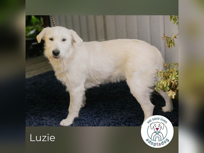 Luzie: Samtpfote sucht DICH