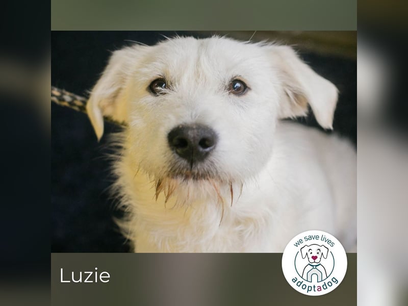 Luzie: Samtpfote sucht DICH