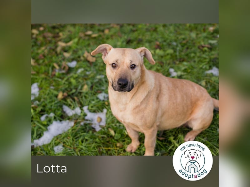 Lotta: sucht ihre Menschen