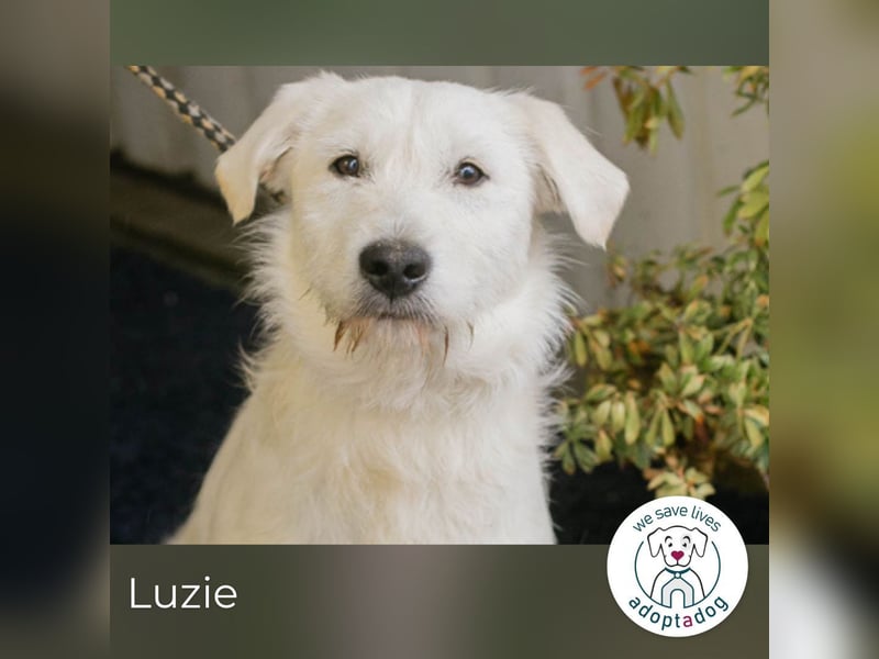 Luzie: Samtpfote sucht DICH