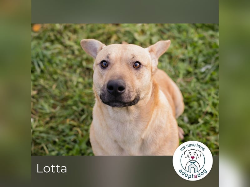 Lotta: sucht ihre Menschen