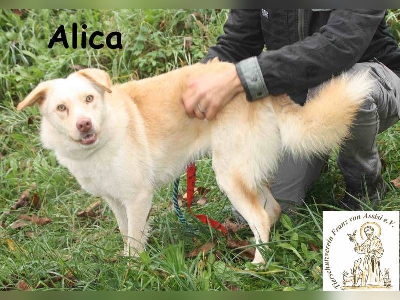 Alica – mit den außergewöhnlichen Augen
