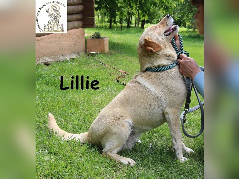 Lillie – verdient eine Familie die ihr eine zweite Chance gibt!