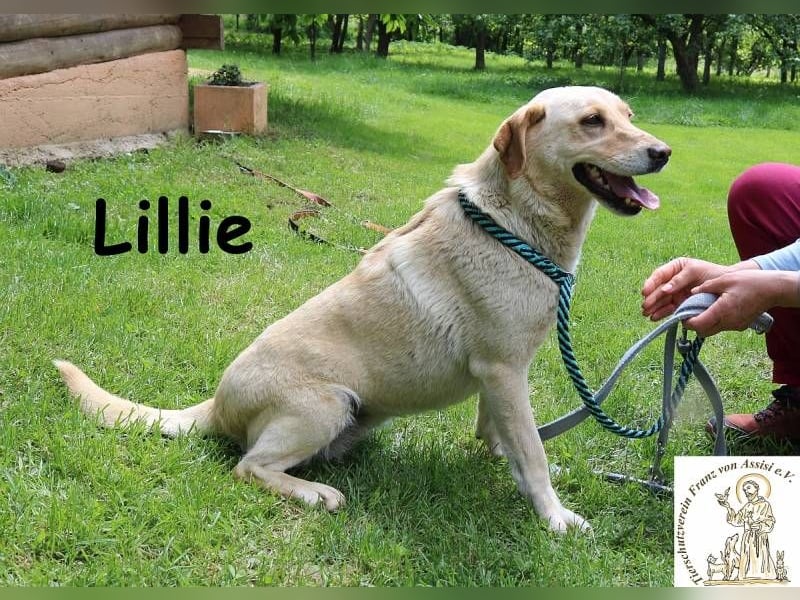 Lillie – verdient eine Familie die ihr eine zweite Chance gibt!
