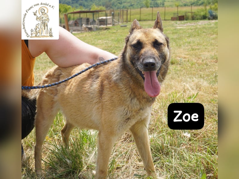 Zoe – Ein Wirbelwind? Nein. Ein Sonnenschein mit Schubkraft!