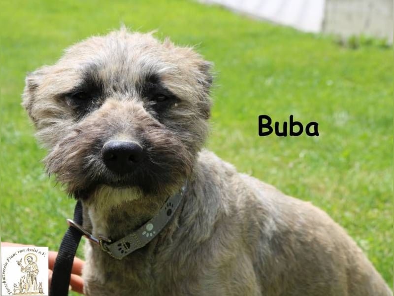 Buba, hübsche Fellnase möchte endlich ankommen