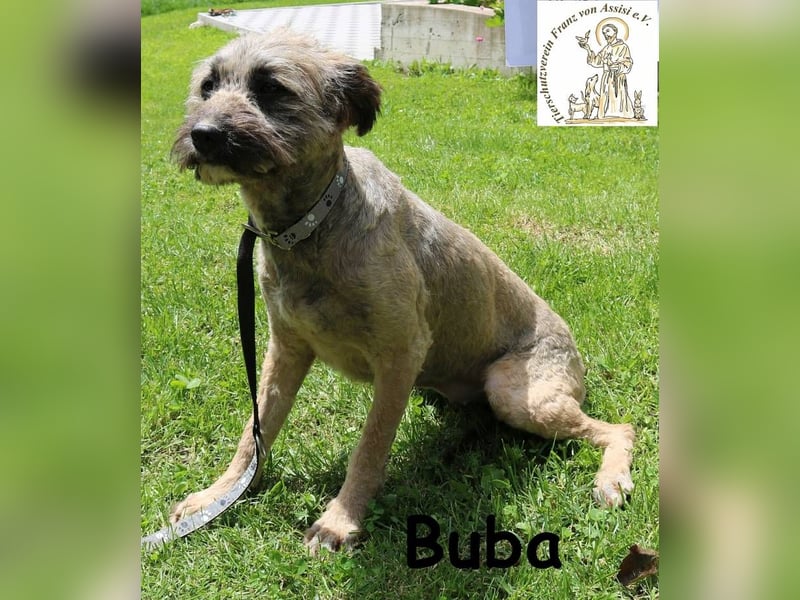 Buba, hübsche Fellnase möchte endlich ankommen