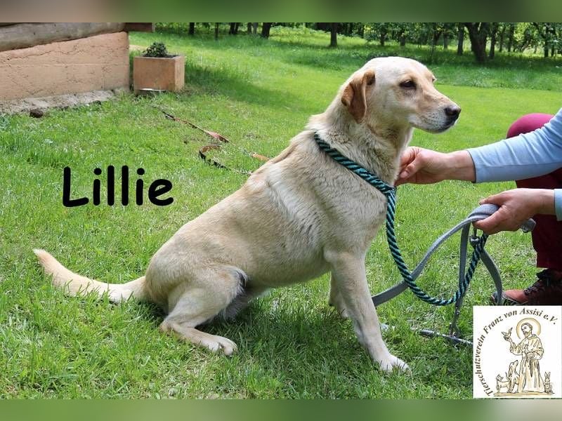 Lillie – verdient eine Familie die ihr eine zweite Chance gibt!