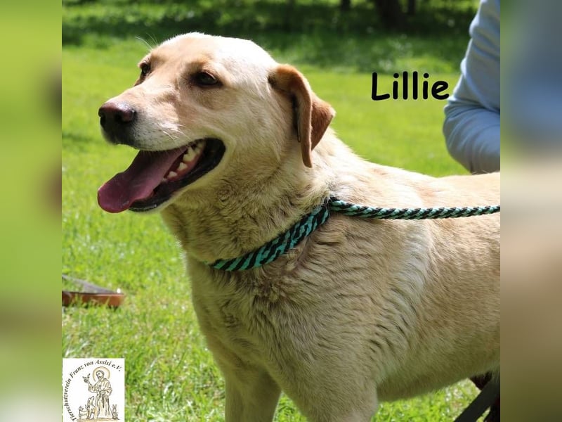 Lillie – verdient eine Familie die ihr eine zweite Chance gibt!
