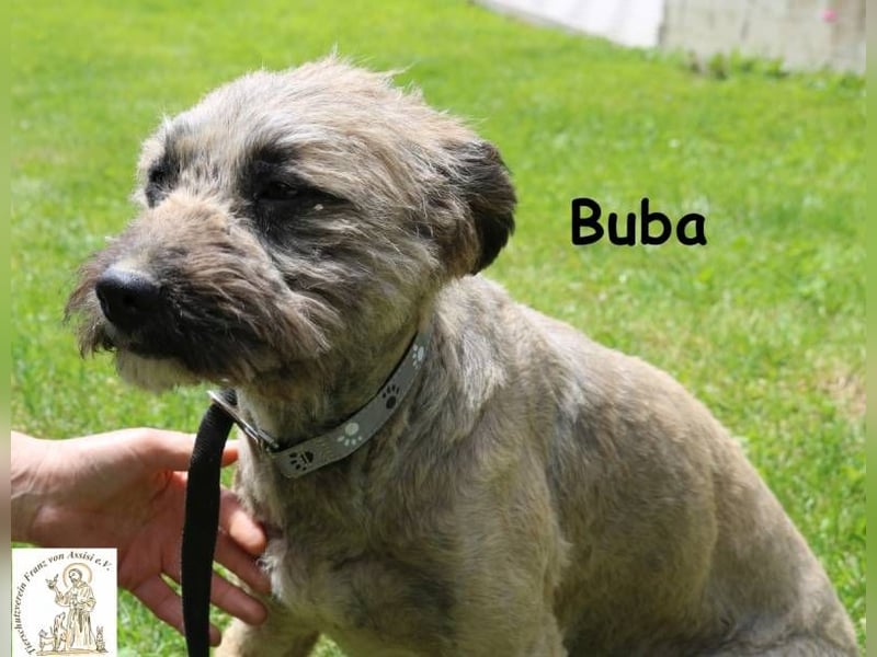 Buba, hübsche Fellnase möchte endlich ankommen