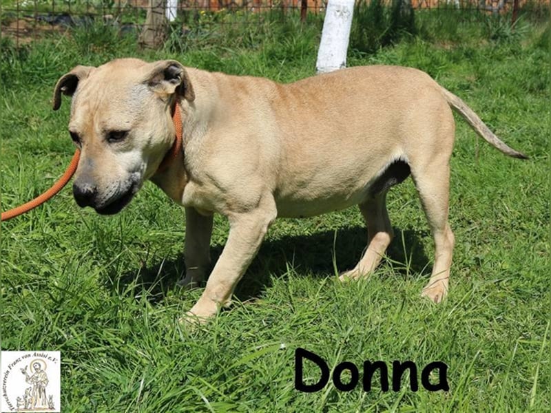 Donna - sanftes Wesen auf vier Beinen