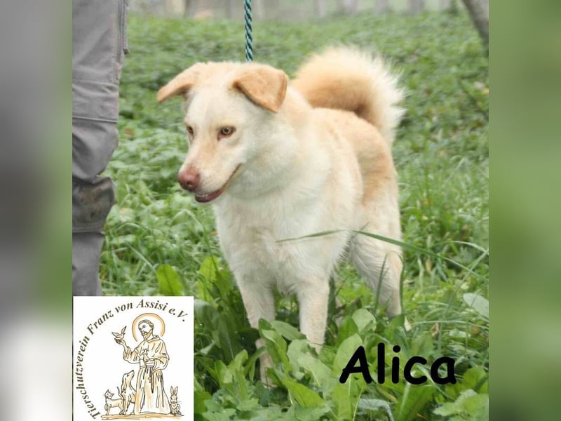 Alica – mit den außergewöhnlichen Augen