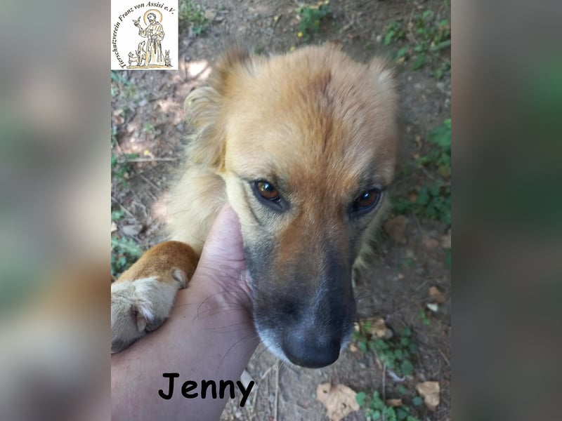 Jenny - sanfter Kuschelwuschel sucht neues Zuhause