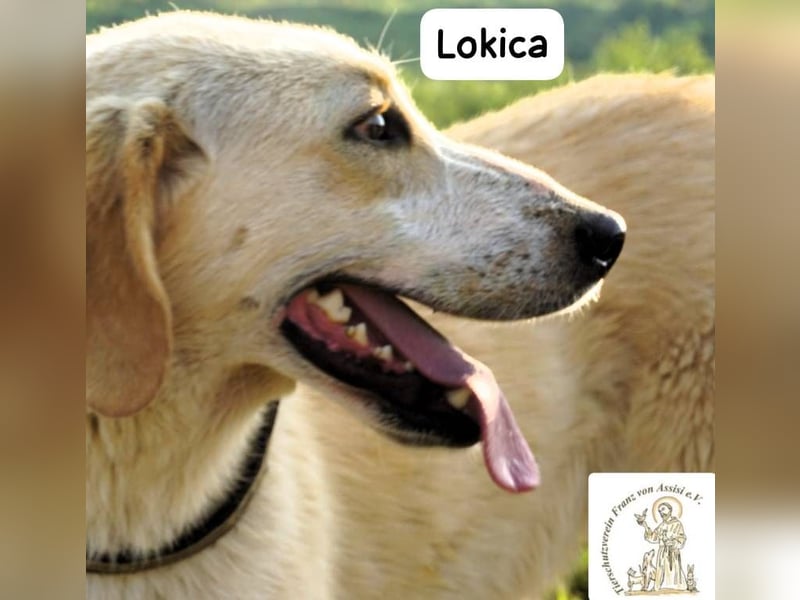 Lokica – Neugierig auf die Welt und auf dich!